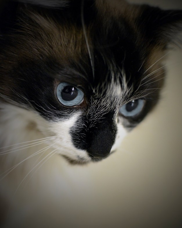 Syd has beautiful blue eyes!