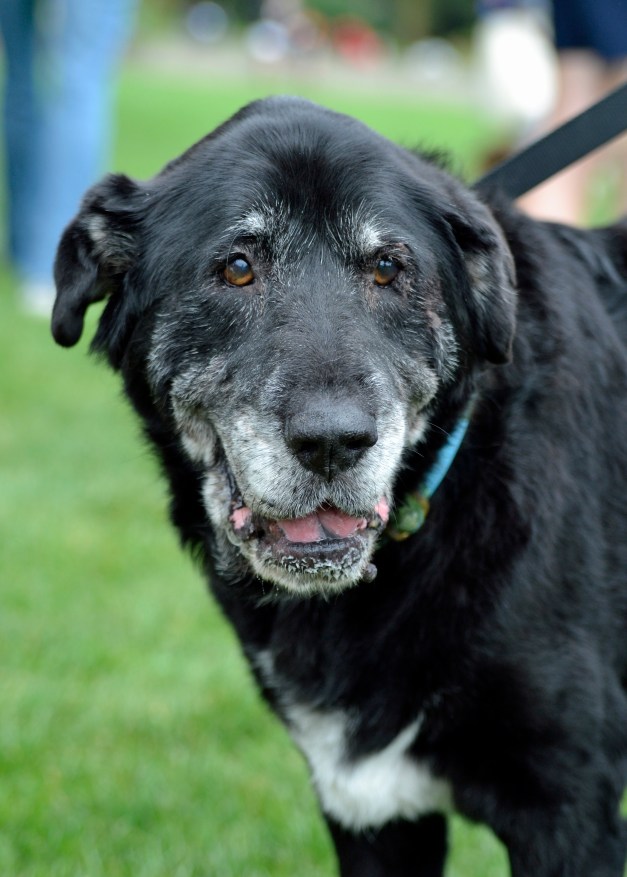 I shot this photo at the Old Dog Haven walk.  Don't you love the wart on her chin?