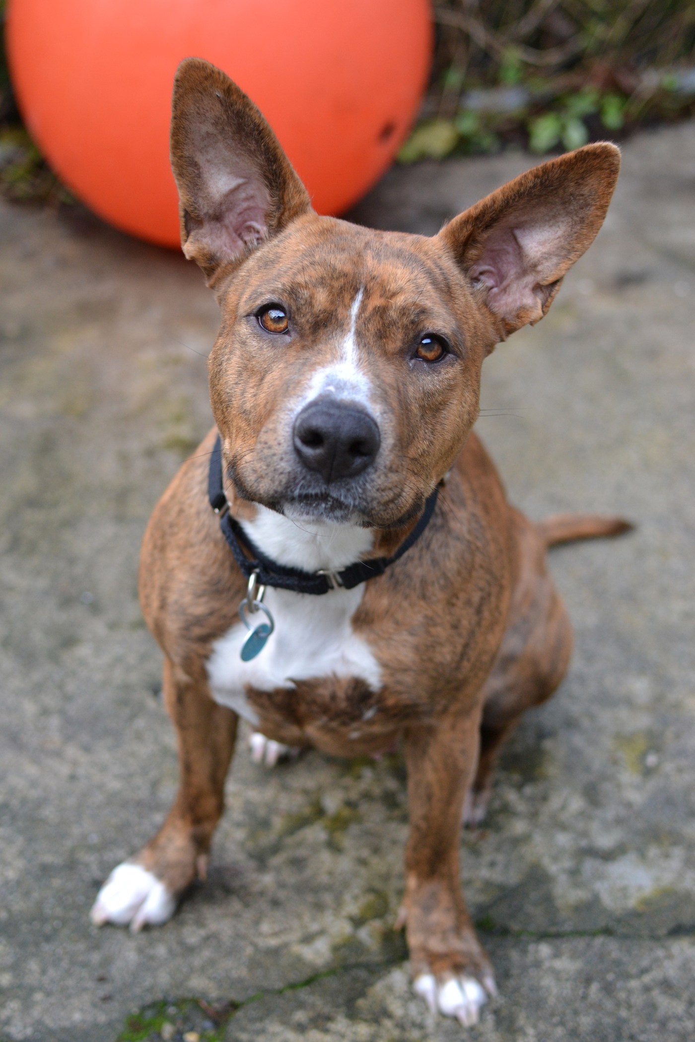 Love those ears! | TDogPics, image size:1400x2100