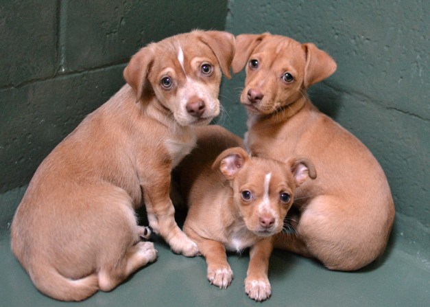 Chester Chiquita Tinkerbell2